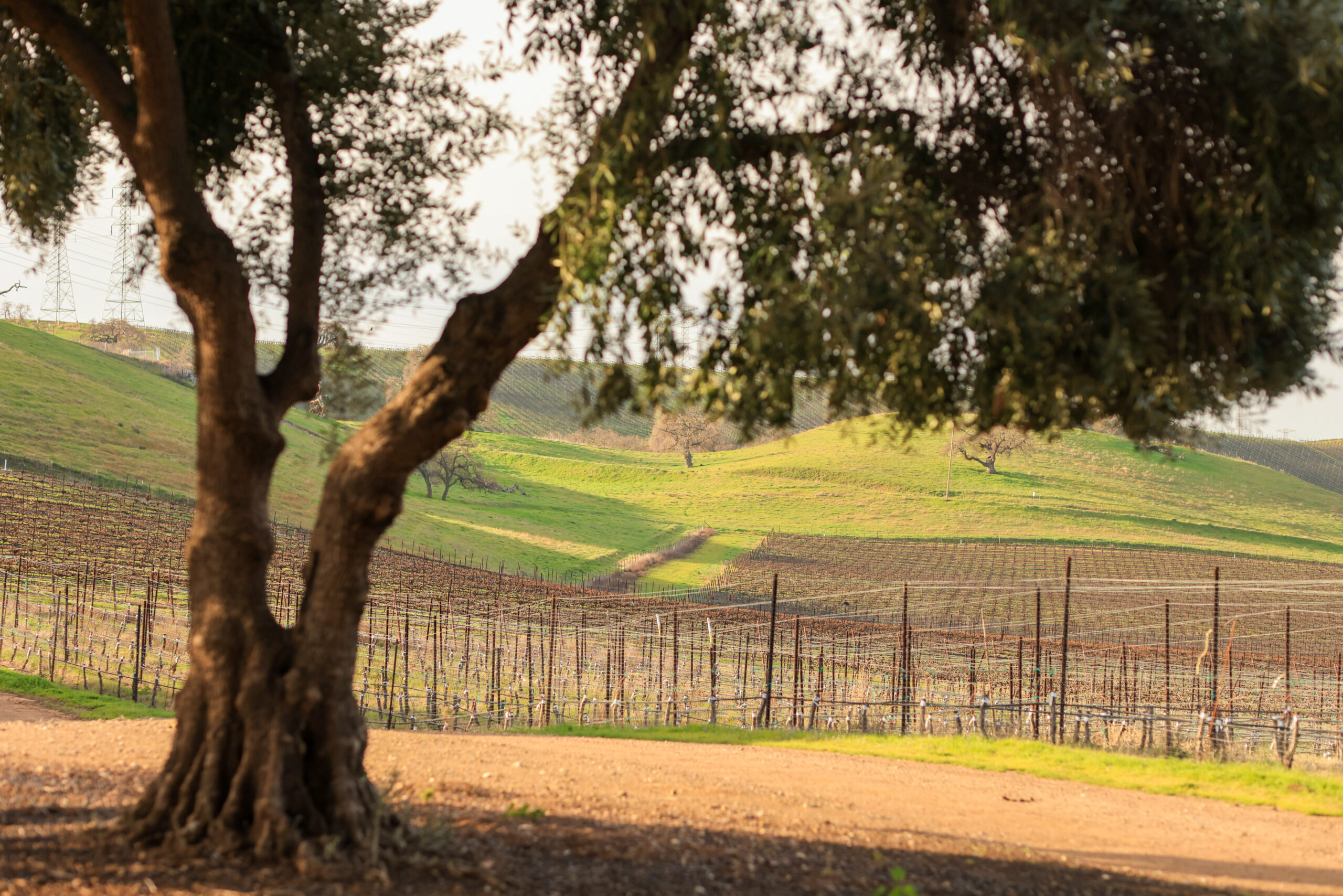 Winter in the vineyard - Olive grove
